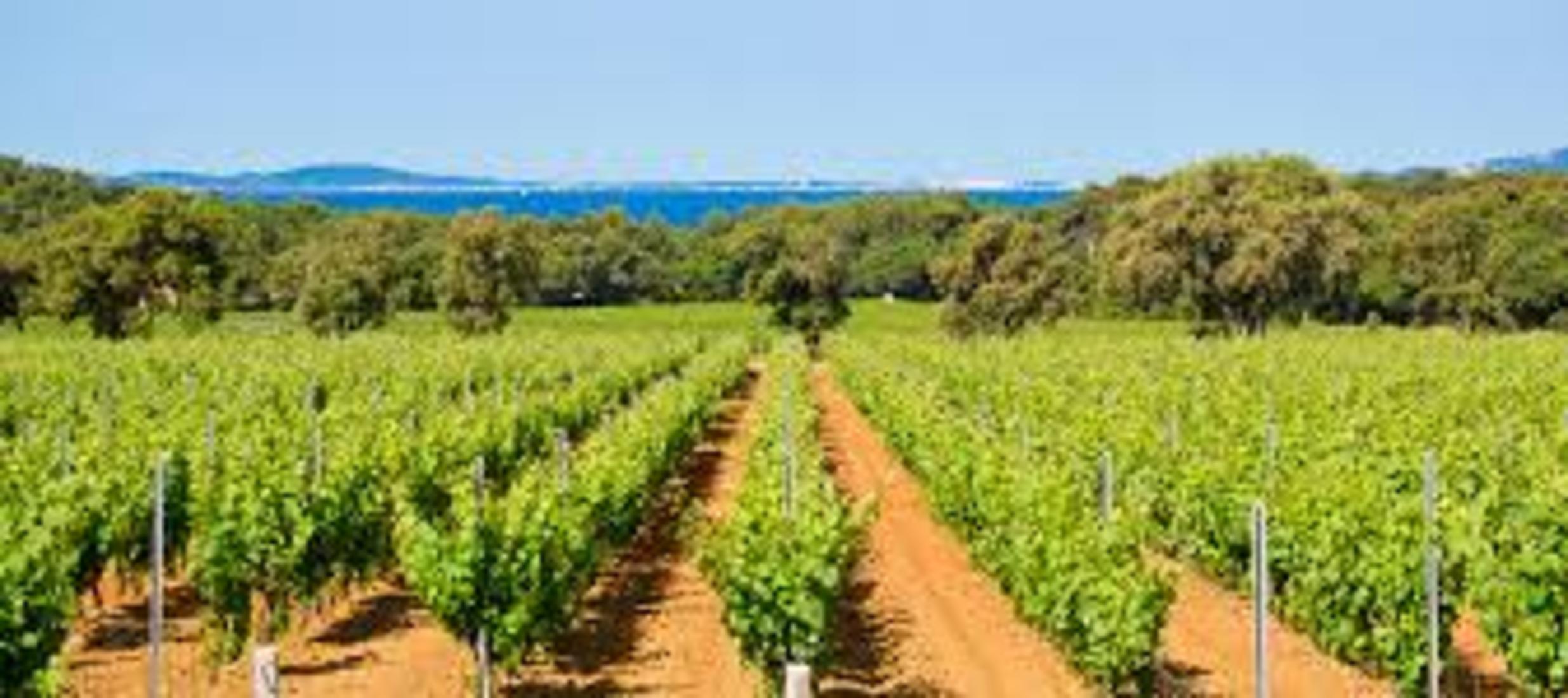 Wine road Saint-Tropez